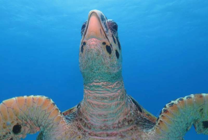 007 Green Turtle x.jpg